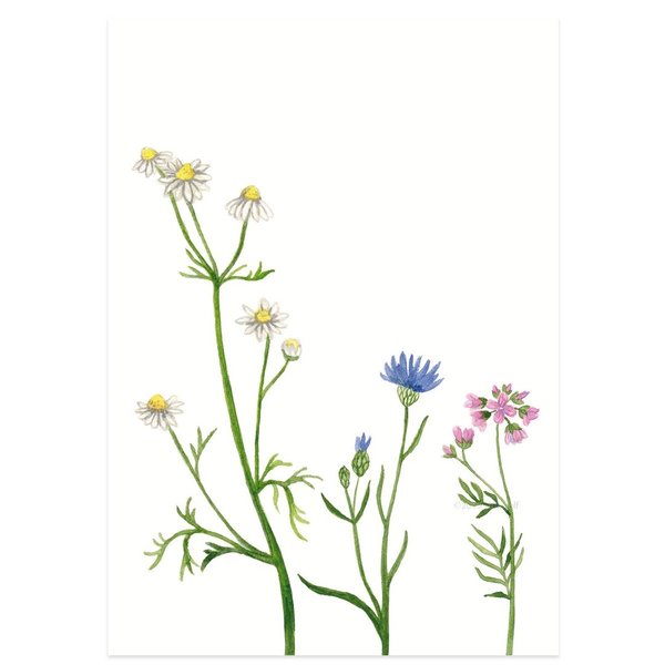 Postkarte - "Wildblumen"